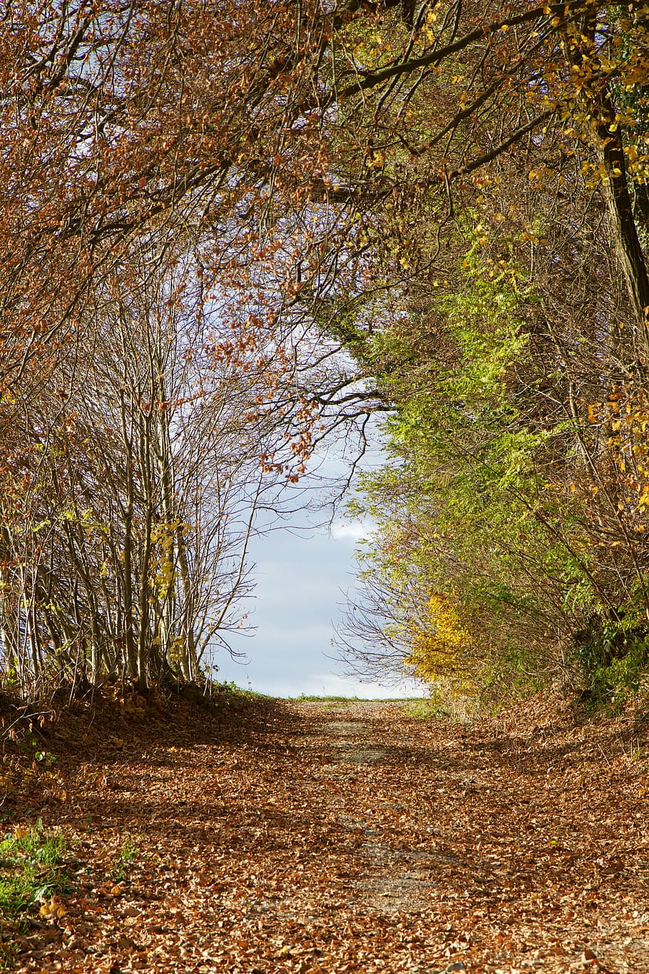 pathway in between trees at daytime, landscape, forest, forest path HD wallpaper