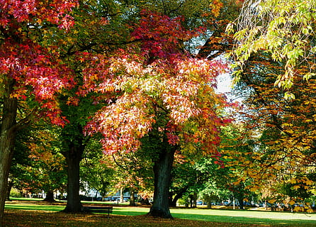 maple leaf, beech leaves, colored leaves, freshly fallen, fall leaves HD wallpaper