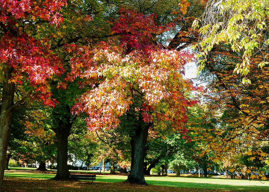 maple leaf, beech leaves, colored leaves, freshly fallen, fall leaves HD wallpaper