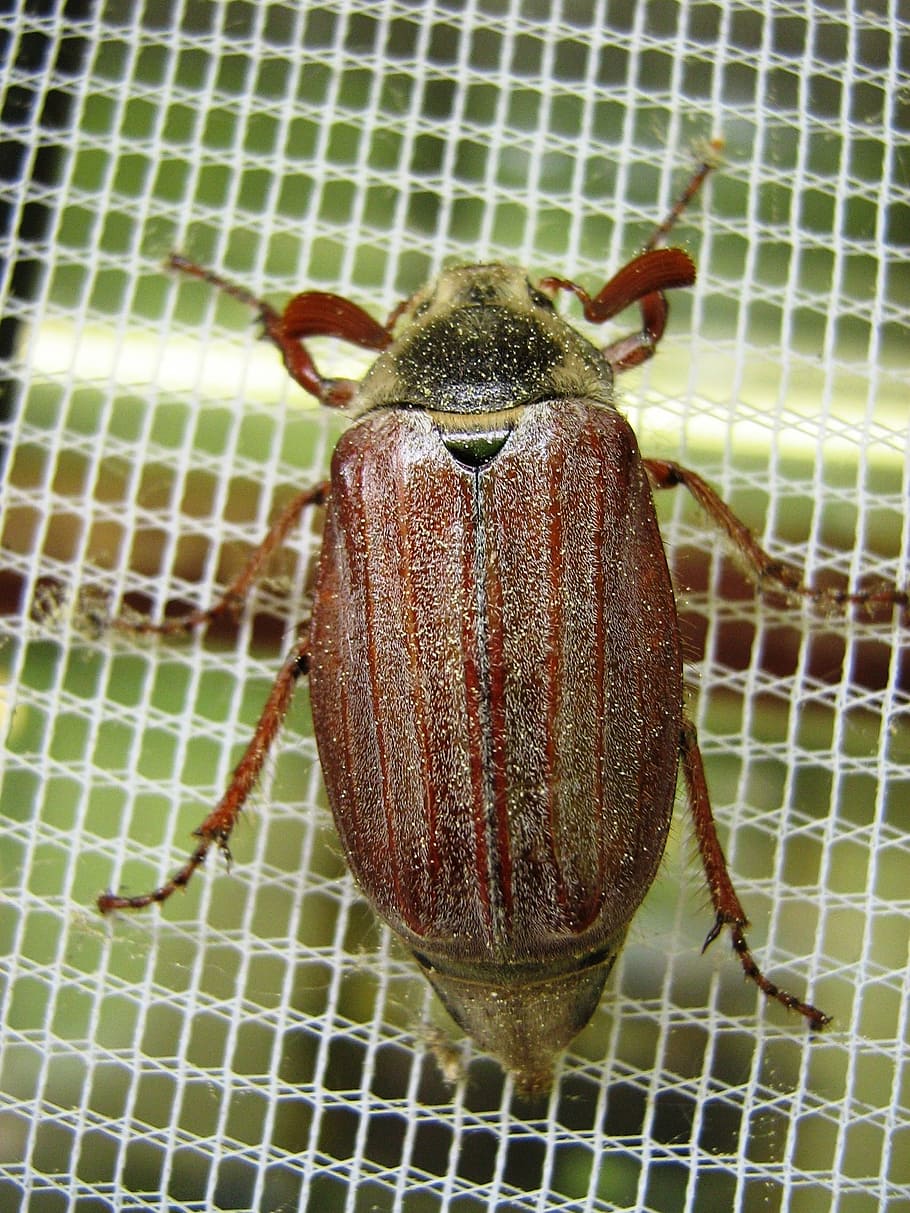maikäfer, fly screens, insect, animal themes, close-up, invertebrate HD wallpaper