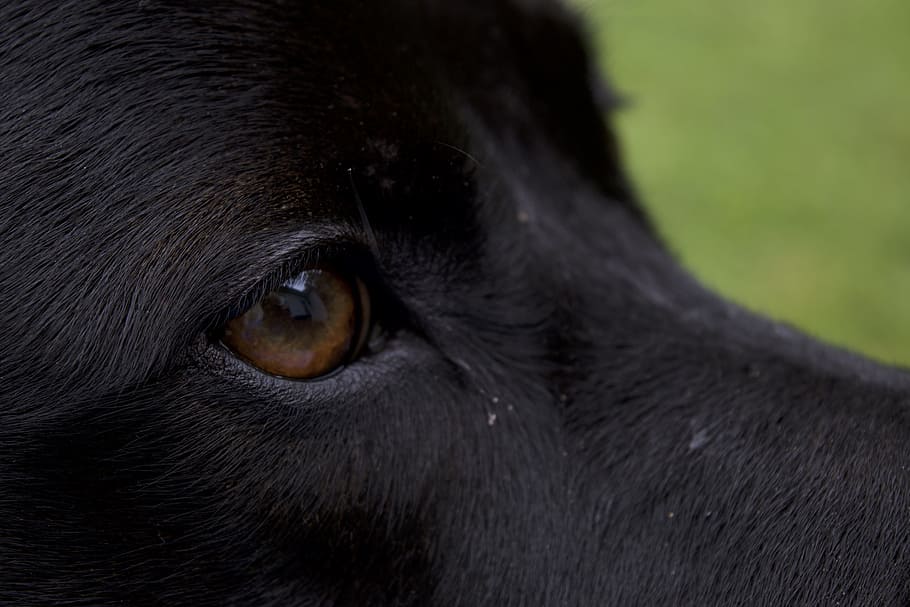 close up, dog, eye, one animal, animal themes, mammal, black color HD wallpaper