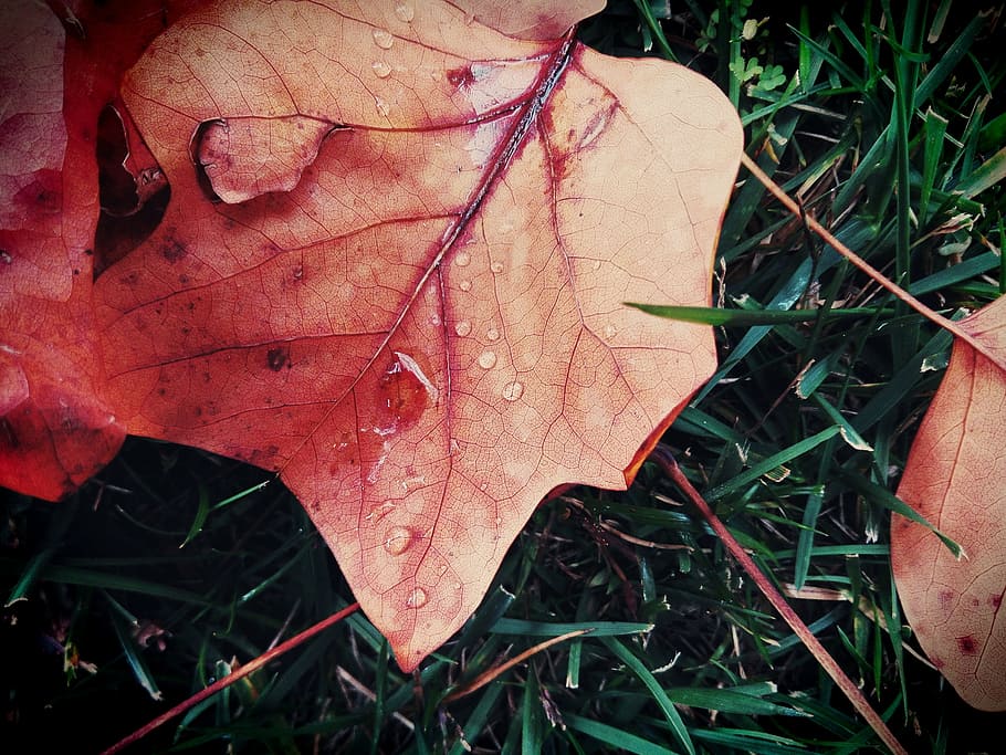 leaf, autumn, color, drop, grass, rain, tree, colors, yellow, HD wallpaper