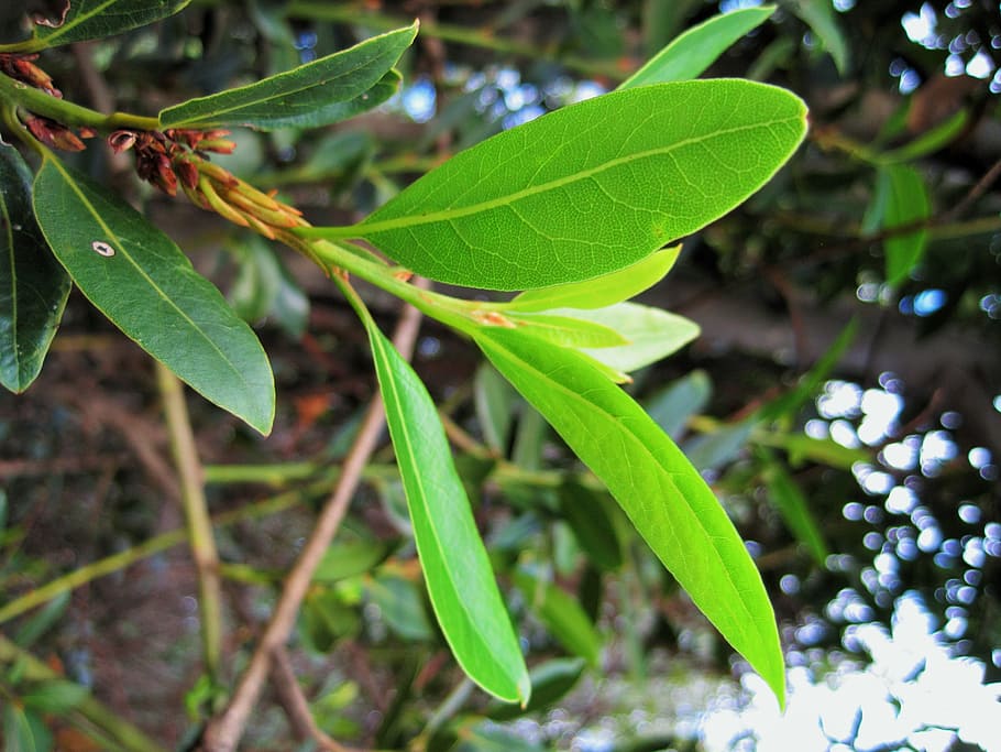 bay leaf sprig, green, light, aromatic, flavor, seasoning, plant part HD wallpaper