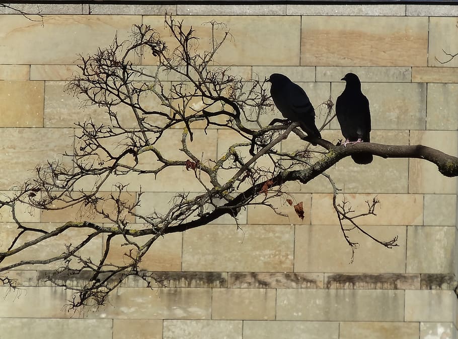 two black crow perched on tree, dove, branch, wall, mood, shadow HD wallpaper