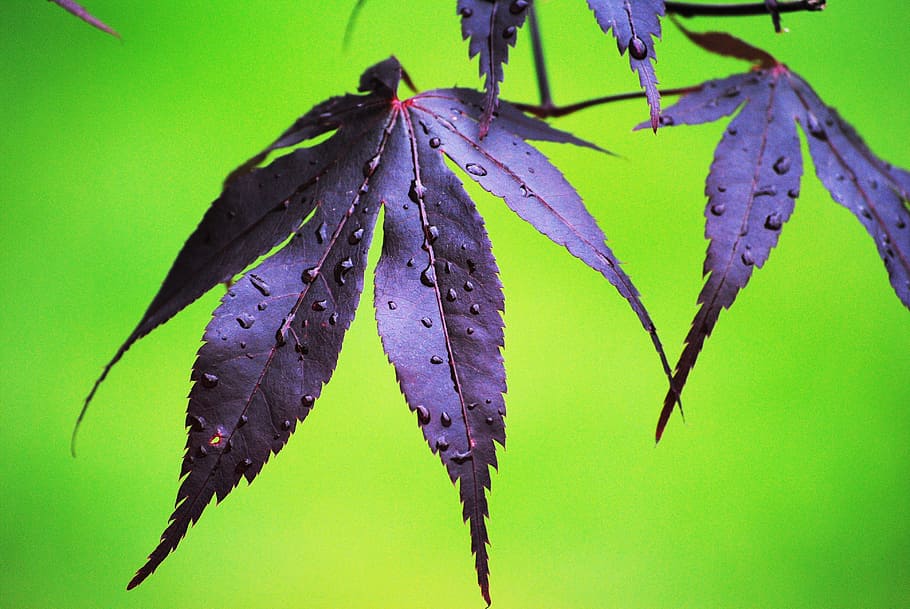 leaf, rain, acer, nature, foliage, wet, raindrop, color, plant part HD wallpaper