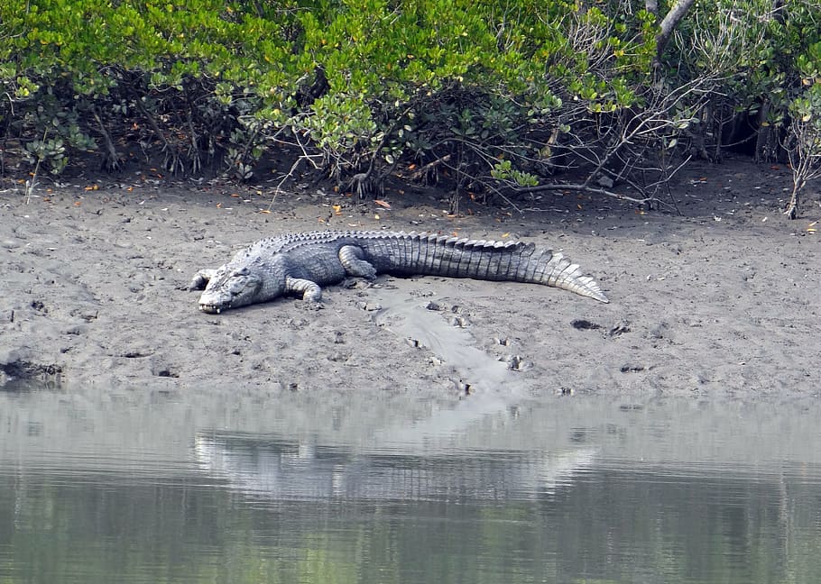 saltwater crocodile, crocodylus porosus, estuarine, indo-pacific crocodile, HD wallpaper