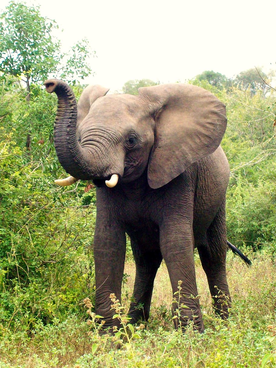 brown elephant standing next to green leaf tree under cloudy sky during daytime