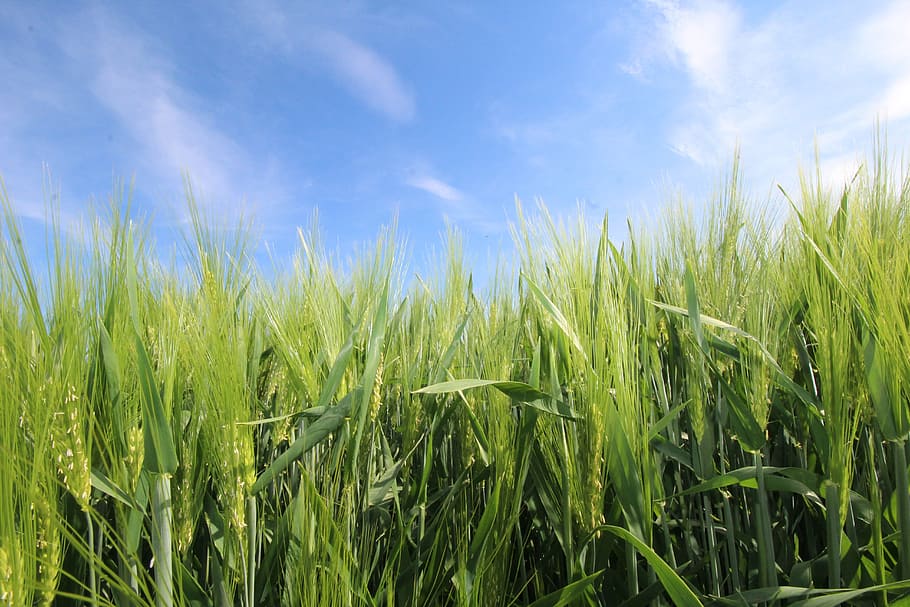 Sky, Grain, Cereals, Field, Nature, cornfield, agriculture HD wallpaper