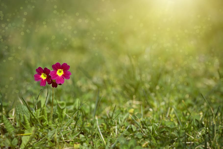 nature, field, flowers, grass, bloom, blooming, blossom, blur HD wallpaper