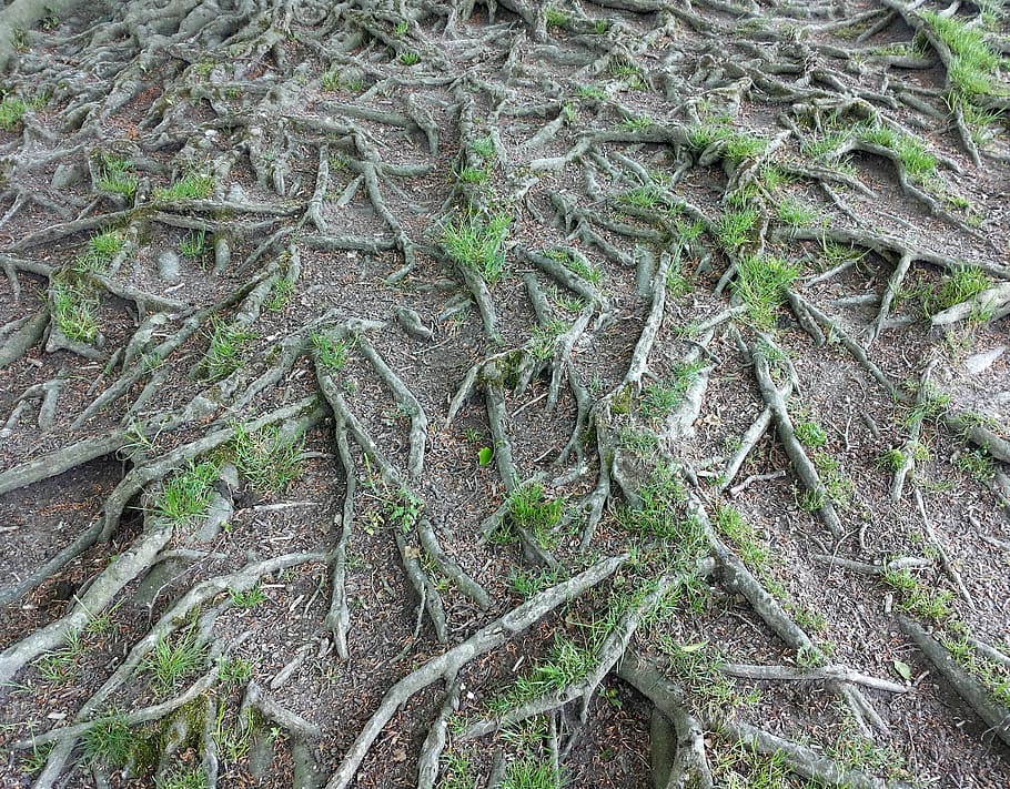 Root, Overgrown, Tree, Nature, Plant, beech, trees, full frame HD wallpaper