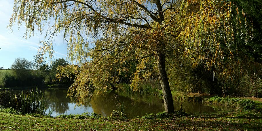 fall, weeping willow, pond, nature, tree, forest, outdoors HD wallpaper