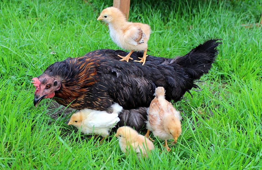 Cute Hen Walking with Yellow Chicken. Funny Mom and Three Baby