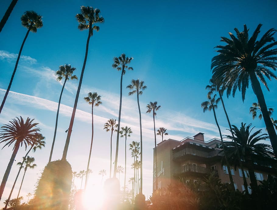 low angle photography of palm trees under golden hour, coast HD wallpaper