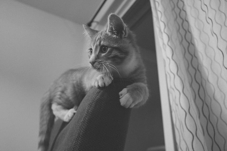 Cat, Kitten, Orange, Cute, Animal, domestic, feline, young HD wallpaper