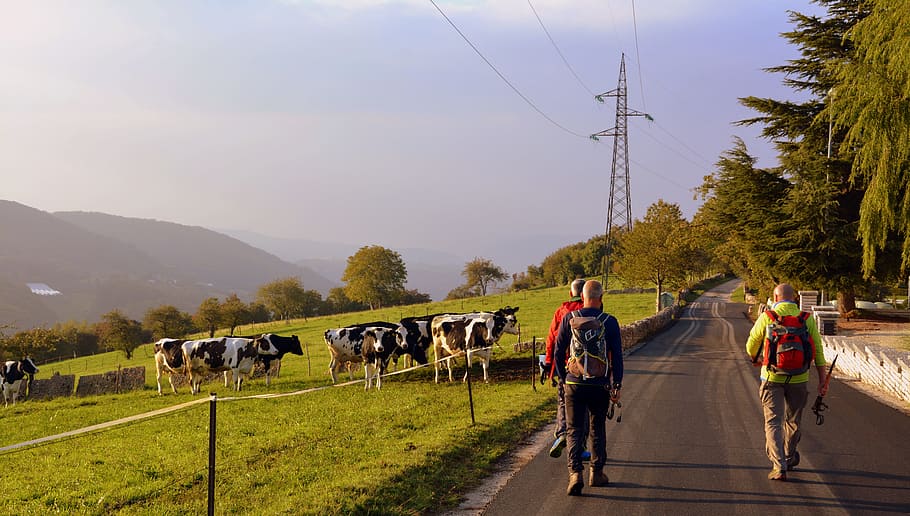 excursion, walk, road, autumn, trees, cow, pasture, mountain HD wallpaper