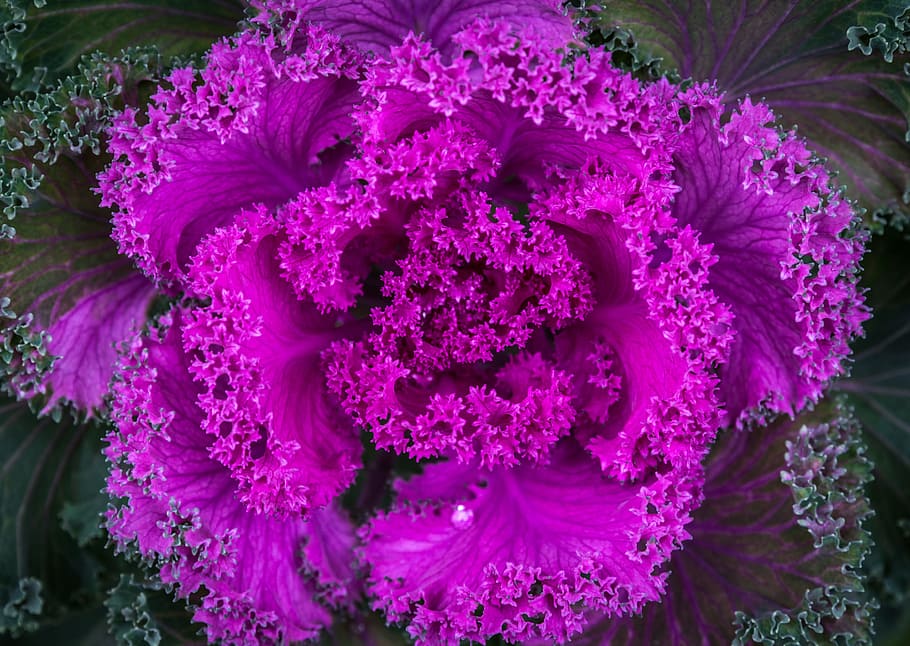 nature, plant, cabbage, flower, flowering plant, freshness HD wallpaper
