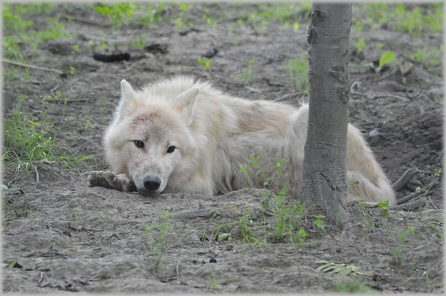 wildlife photography of laying white wolf, predator, european wolf HD wallpaper