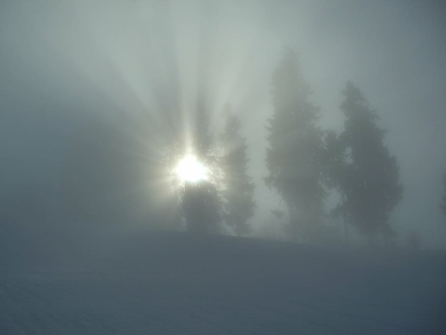 winter, fog, grey, trees, sunbeam, allgäu, beauty in nature HD wallpaper