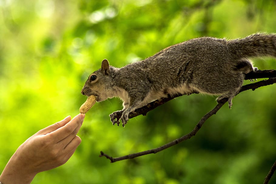 person giving peanut to a squirrel, hand, animal, nature, fur HD wallpaper