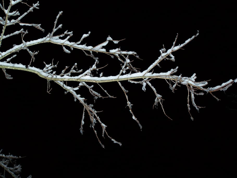 branch, tree, snow, winter, nature, branches, twig, twigs, black HD wallpaper