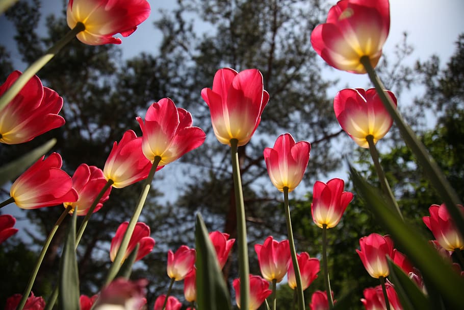 nature, field, flowers, petals, bloom, blossom, flora, perspective HD wallpaper