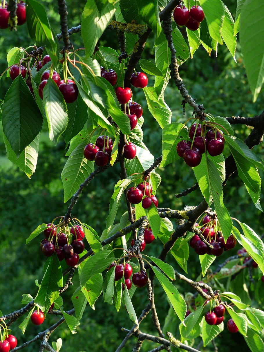 cherry, sweet cherry, red, fruit, healthy, leaves, branch, summer HD wallpaper