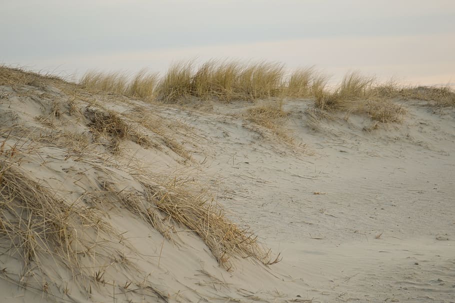 sand, beach, dunes, plant, north sea, nordfriesland, flotsam HD wallpaper