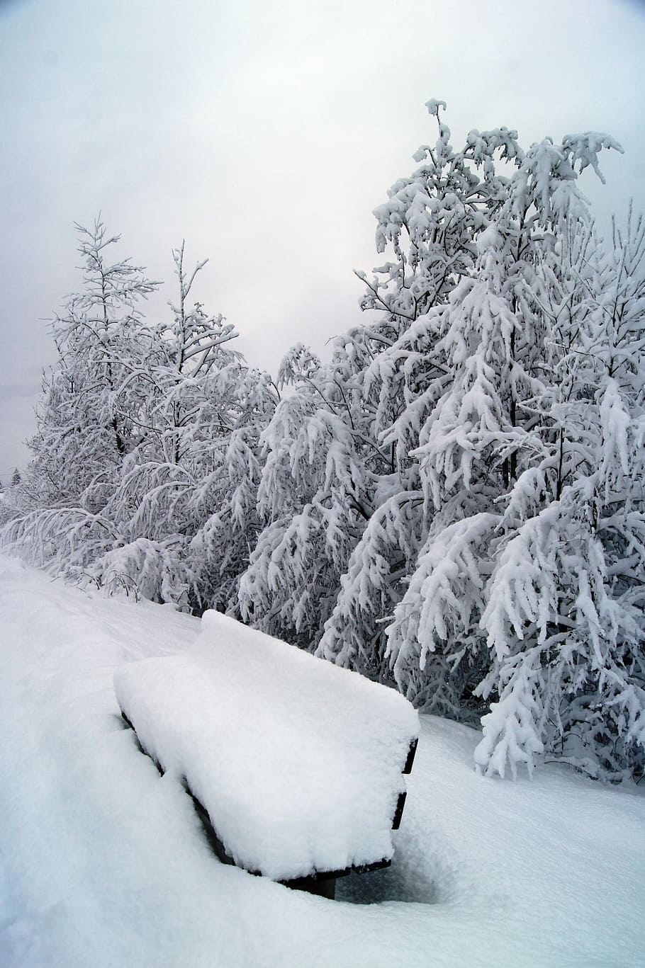 Winter, Snow, Wintry, Bushes, winter bushes, bank, cold temperature HD wallpaper