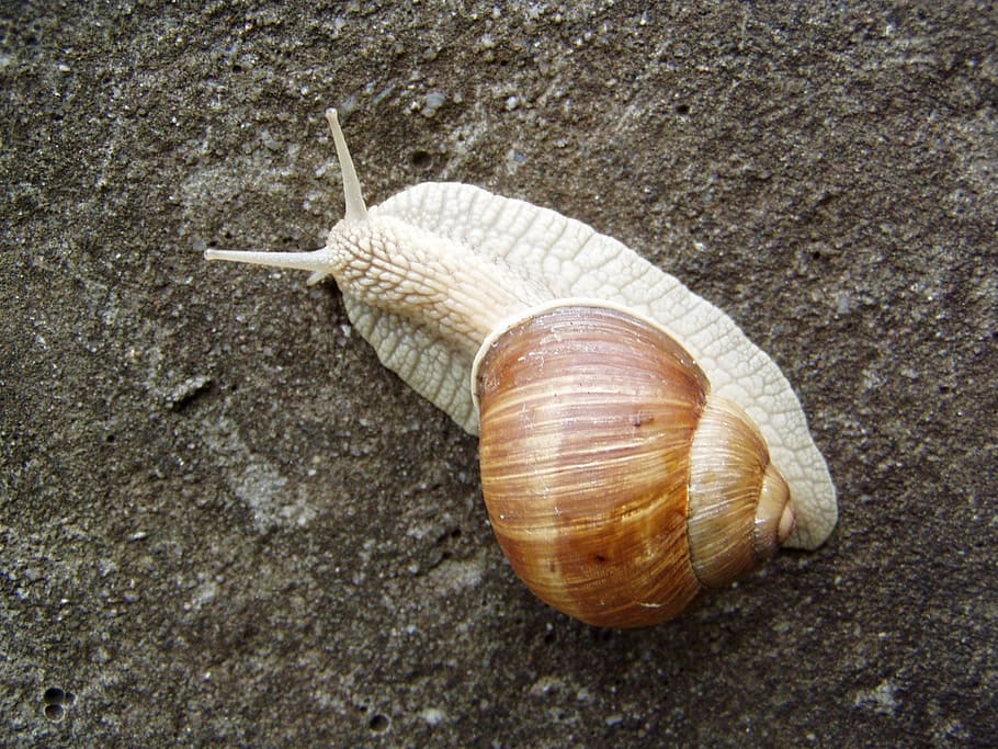 snail, burgundy snail, roman snail, edible snail, escargot, HD wallpaper