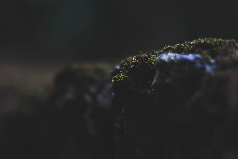 green moss on stone close-up photography, moss, stone, plant HD wallpaper