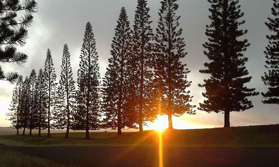 Afternoon, Sun, Pine, Sunset, Evening, trees, sunshine, light HD wallpaper
