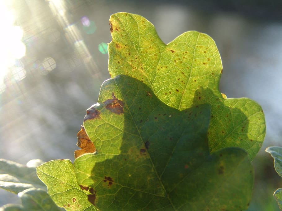 autumn, fall foliage, october, forest, oak, oak leaf, plant part HD wallpaper