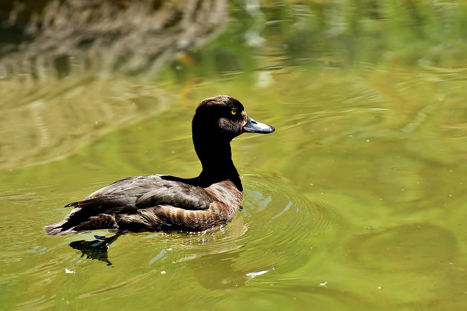 tufted duck, ducks, play, action, cute, funny, splashing, water