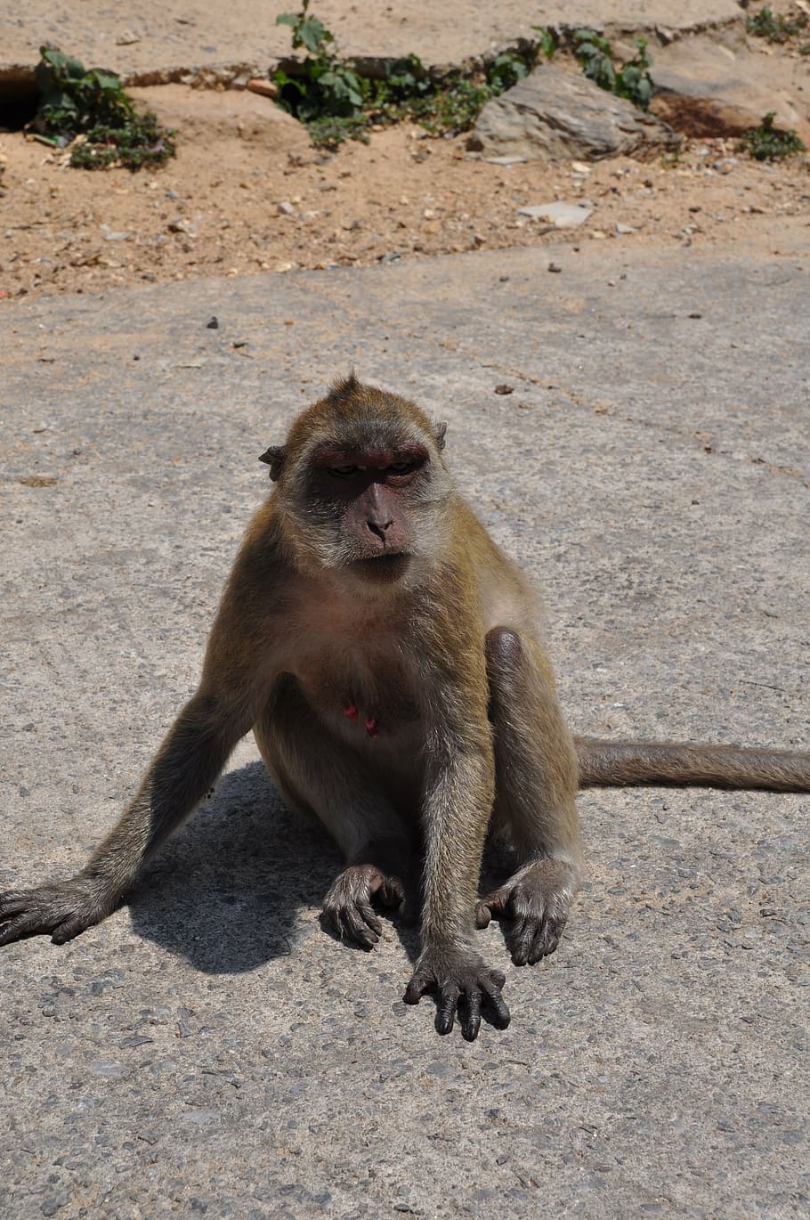 the monkey, thailand, animal, animal wildlife, animals in the wild HD wallpaper