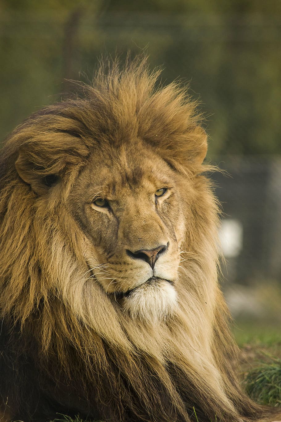 male lion in tilt shift photography, wild, cat, power, leader