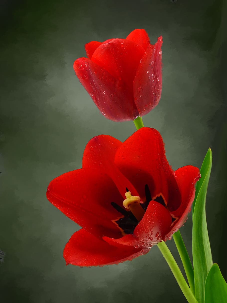 Tulip, Flower, Nature, Spring, Blossom, bloom, plant, flora HD wallpaper