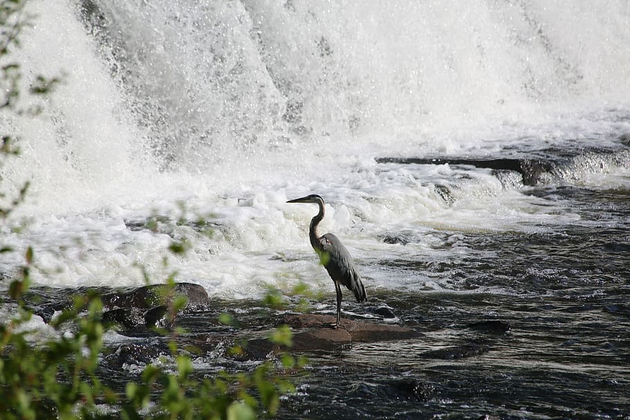 Some Day My Fish Will Come, gray bird on body of water, waterfall HD wallpaper