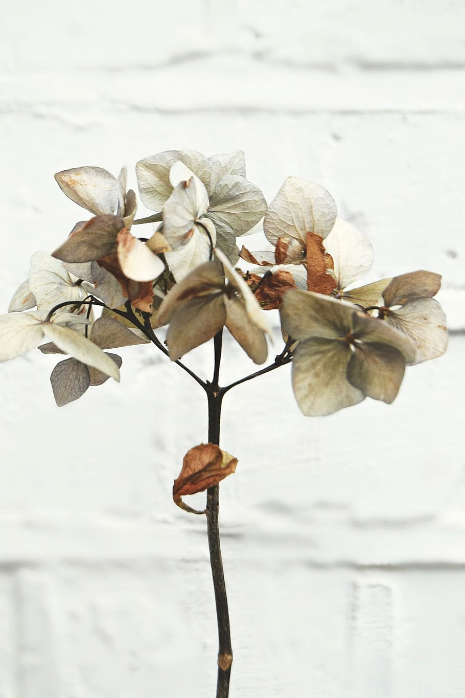 plant, leaf, stem, dry, flower, beauty in nature, flowering plant HD wallpaper