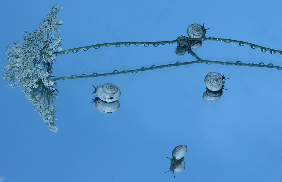 Snails, Shell, Reflection, Mirror, my saturday, blue, close-up HD wallpaper