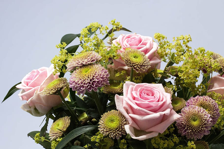 pink and green flowers, roses, spring, nature, plant, chrysanthemum HD wallpaper