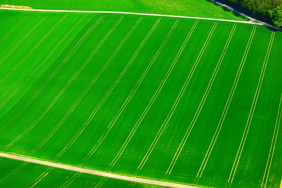 field, green, grass, nature, green color, leaf, plant, plant part HD wallpaper