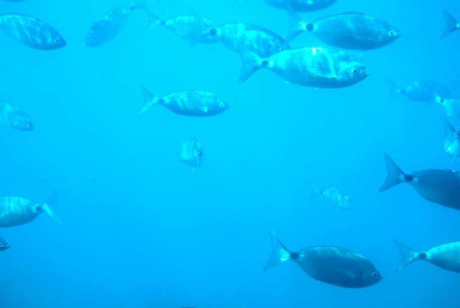 diving, seabed, fish, spain, underwater, animal, animal themes HD wallpaper