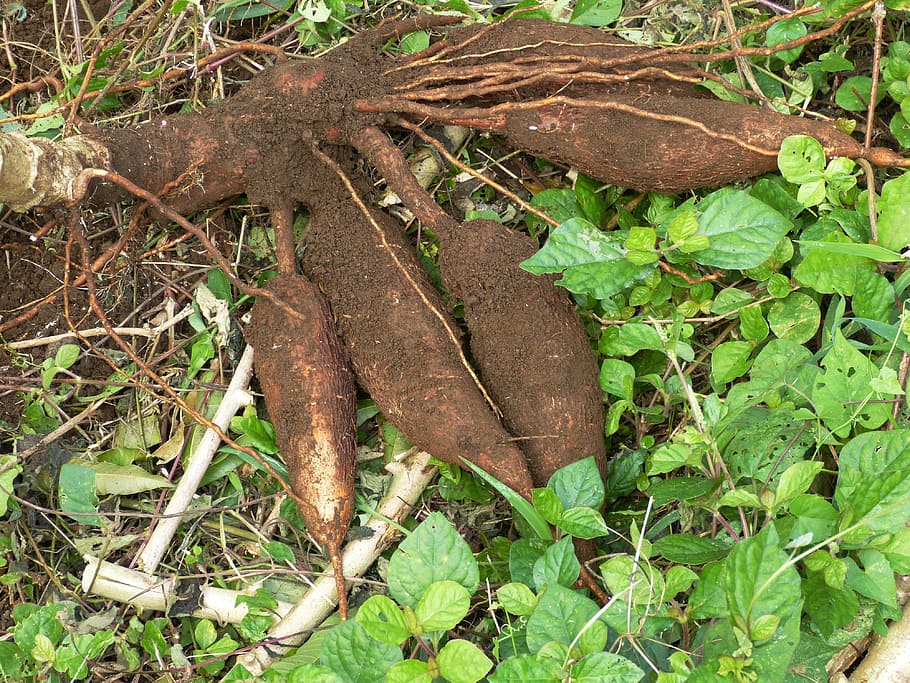 root crops beside leaves, cassava, tuber, food, strength, field