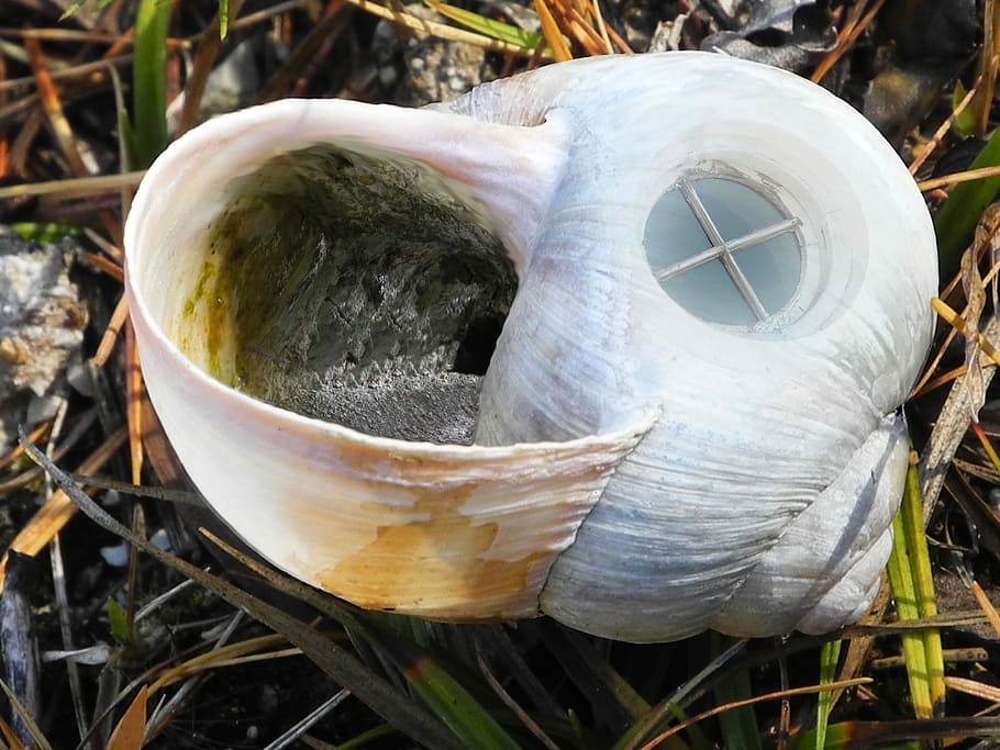 Shell, Close, Window, leave, day, no people, close-up, outdoors HD wallpaper