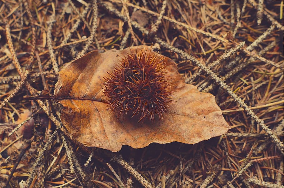 close-up photography brown fruit on withered leaf, dried, ground HD wallpaper