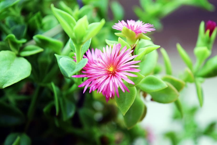 plant, green, flower, flowering plant, freshness, beauty in nature HD wallpaper