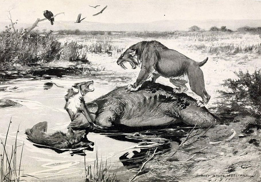 Sabertooth Tiger and Dire Wolf at Tar pits, animals, prehistoric, HD wallpaper