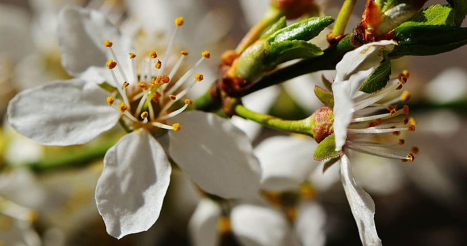 spring, blossom, bloom, nature, plant, tree, garden, white HD wallpaper