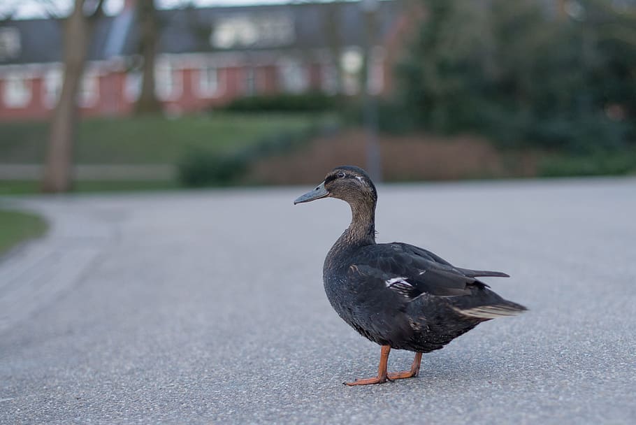 duck, standing, waiting, nature, wildlife, bird, beak, animal HD wallpaper