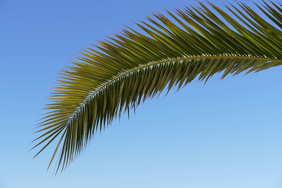 palm, palm tree, sheet, flora, nature, tropical, holiday, leaf HD wallpaper